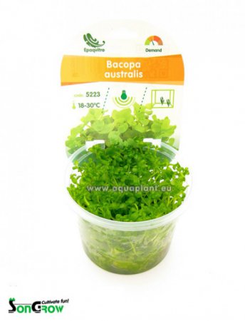 Bacopa australis - Epaqvitro