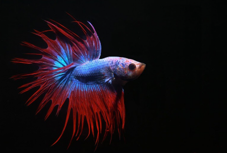 Bojovnice pestr samec (Betta splendens)