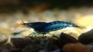 Krevetka Blue Bolt  (Caridina sp.blue bolt)