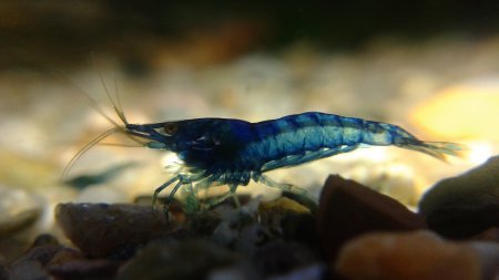 Krevetka Blue Topaz (Neocaridina palmata)