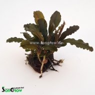 Bucephalandra mix Nutshell