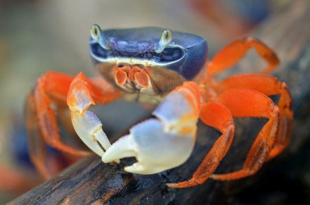 Krab suchozemsk (Cardisoma armatum)