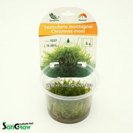 Christmas moss (Vesicularia Montagnei) - Epaqvitro