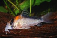 Pancnek Adolfv XL (Corydoras adolfoi)