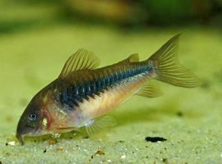 Pancnek zelen (Corydoras aeneus)