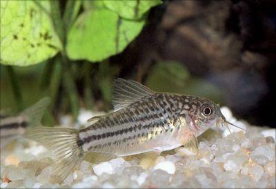 Pancenek drobn (Corydoras elegans - nanus)