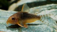 Pancnek Gossev (Corydoras gossei)