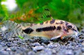 Pancnek tskvrnn (Corydoras habrosus)