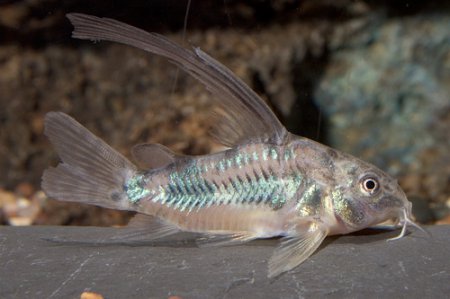 Pancnek skvrnit Long Fin (Corydoras paleatus)