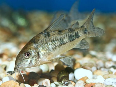 Pancnek skvrnit (Corydoras paleatus)