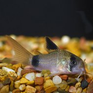 Pancnek panda (Corydoras panda)