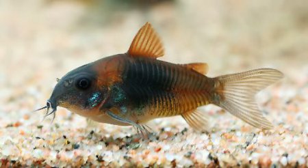 Pancnek venezuelsk Orange (Corydoras boehlke)