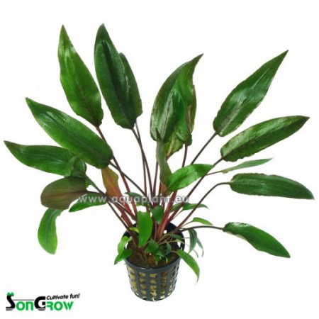 Cryptocoryne beckettii "Viridifolia"