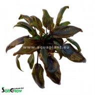 Cryptocoryne purpurea