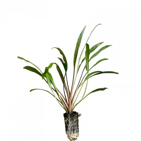 Cryptocoryne retrospiralis