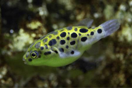tverzubec zelen (Tetraodon nigroviridis)