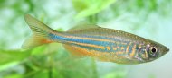 Danio malabarsk (Danio aequipinnatus)