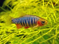 Razbora barmsk (Danio erythromicron)