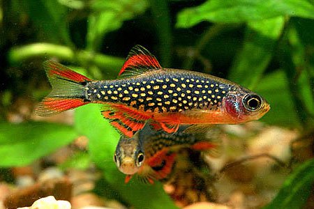 Danio perlov (Danio margaritatus)