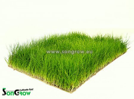 Eleocharis parvula - 40x40cm (Bahnika drobn)