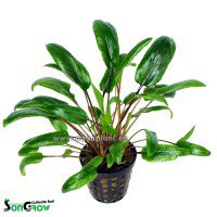 Cryptocoryne species green (Kryptokoryna sp green)