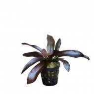 Echinodorus Hot pepper