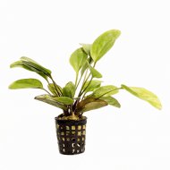 Echinodorus Kleine Bar