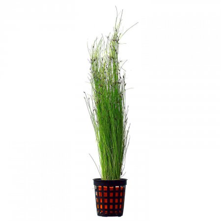 Eleocharis vivipara