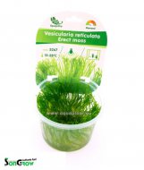 Erect moss (Vesicularia reticulata) - Epaqvitro