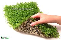 Micranthemum Monte Carlo Epaqmat 30x20 cm