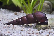 Faunus snail