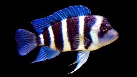 Tlamovec elnat (Cyphotilapia frontosa)