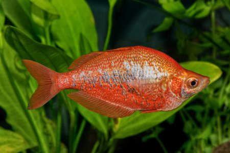 Gavnek lososov (Glossolepis incisus)