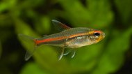 Tetra hav (Hemigrammus erythrozonus)