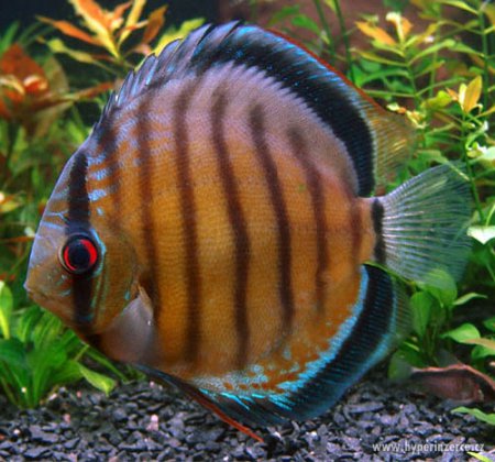 Terovec hnd (Symphysodon aequifasciatus axelrodi)