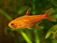 Tetra ohniv (Hyphessobrycon amandae)