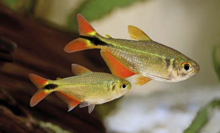 Tetra kosotveren (Hyphessobrycon anisitsi)