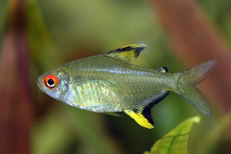 Tetra citrnov (Hyphessobrycon pulchripinnis)