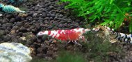 Krevetka kantonsk var. Red Fancy Tiger