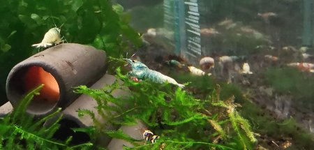 Krevetka kantonsk var. Blue Bolt