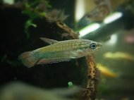 Vrivka trpasli (Trichopsis pumila)