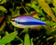 Tetra krlovsk Blue neon (Inpaichthys kerri)