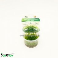 Java Moss  - Taxiphyllum barbieri - Epaqvitro