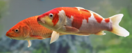 Kapr Koi (Cyprinus rubrofuscus var. koi)