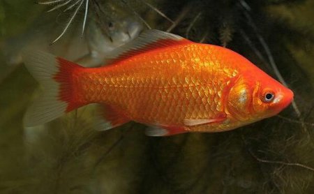 Karas zlat XL (Carassius auratus)