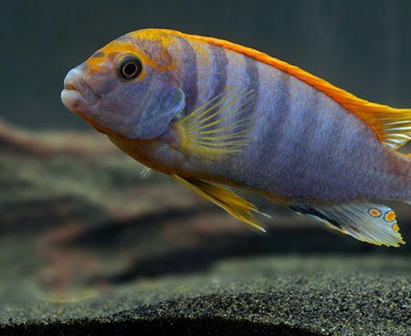 Tlamovec Labidochromis hongi (Labidochromis sp. Hongi)