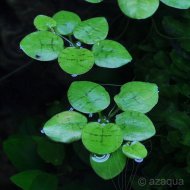 Limnobium laevigatum (vodňankovec vzplývavý) 1ks rostlinky