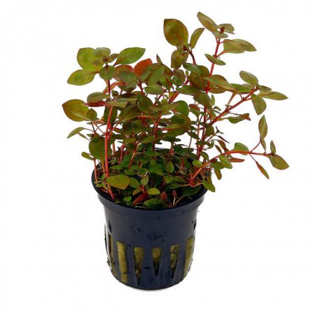 Ludwigia spec. Super Red