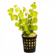 Lysimachia nummularia