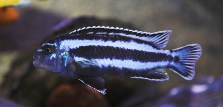 Tlamovec "Maingano" (Melanochromis Cyaneorhabdos)